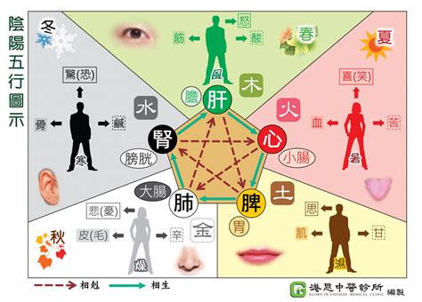 陰陽五行關係|中醫基礎/氣一元論、陰陽學說、五行學說的關係